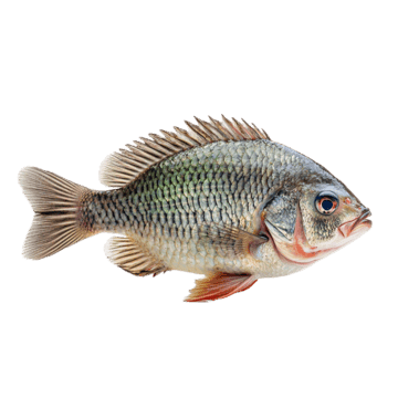 Poisson capitaine